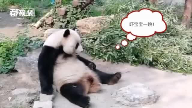 今日动物爆料最新消息,揭秘神秘生物新发现